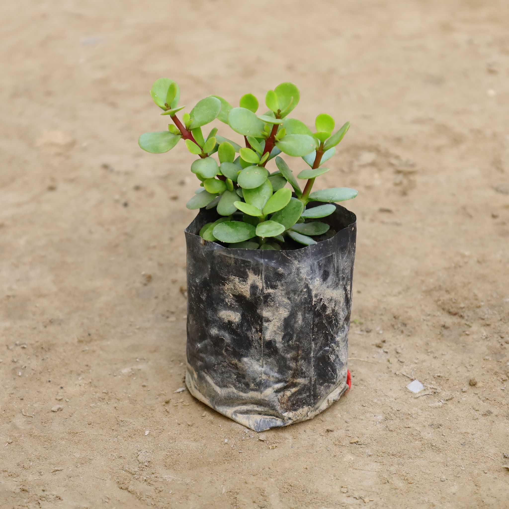 Lucky Jade in 4 Inch Nursery Bag