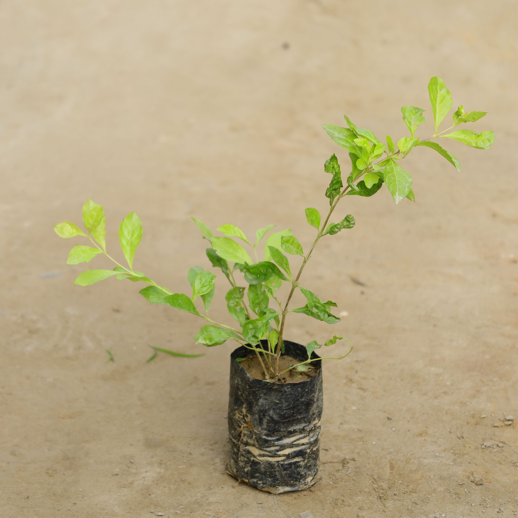 Golden Duranta in 4 Inch Nursery Bag