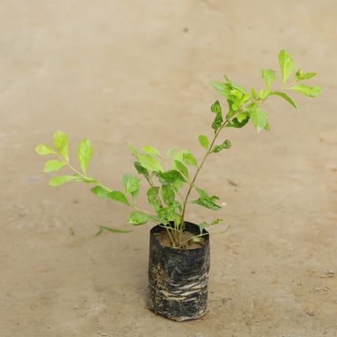 Golden Duranta in 4 Inch Nursery Bag