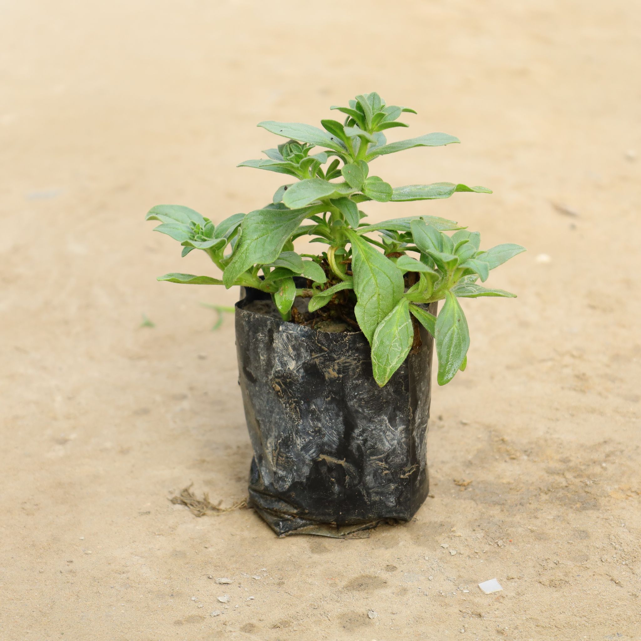 Petunia (Any Colour) in 4 Inch Nursery Bag