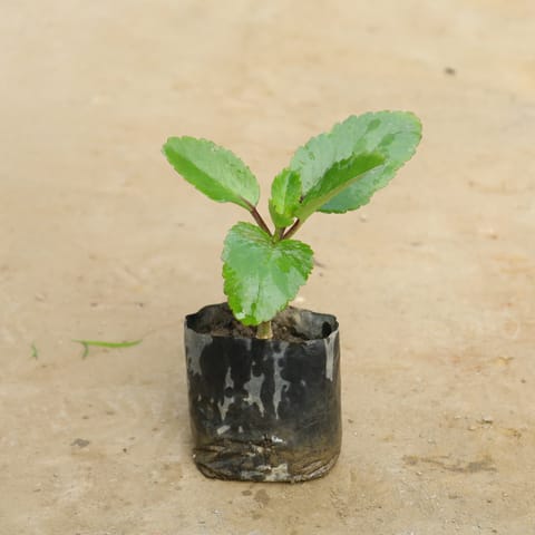 Patharchatta / Kalanchoe Pinnata in 4 Inch Nursery Bag