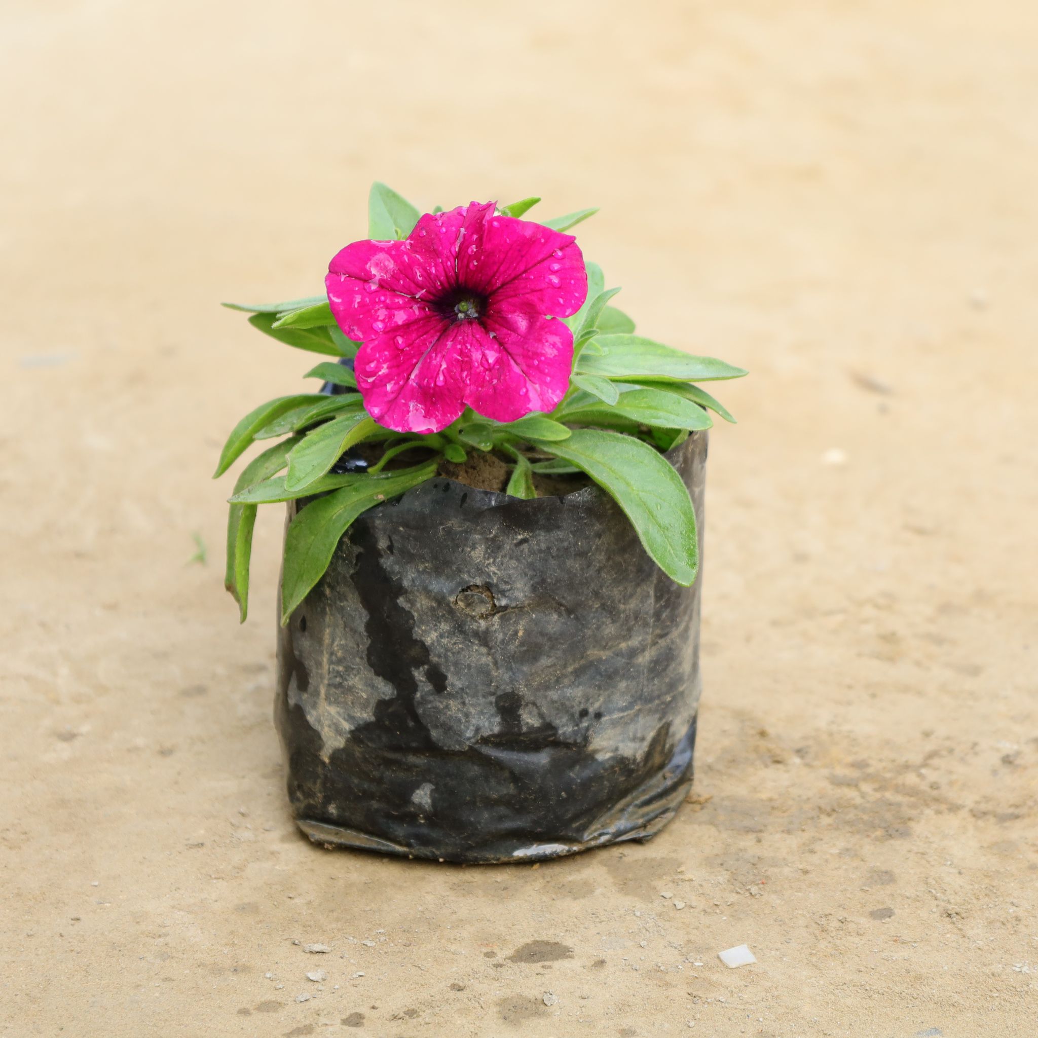 Petunia (Any Colour) in 4 Inch Nursery Bag