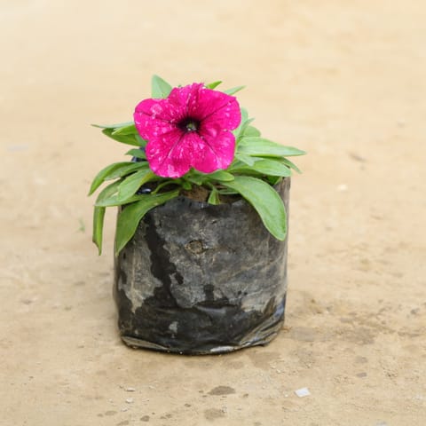 Petunia (Any Colour) in 4 Inch Nursery Bag