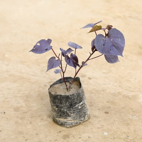 Sweet Potato Purple in 4 Inch Nursery Bag