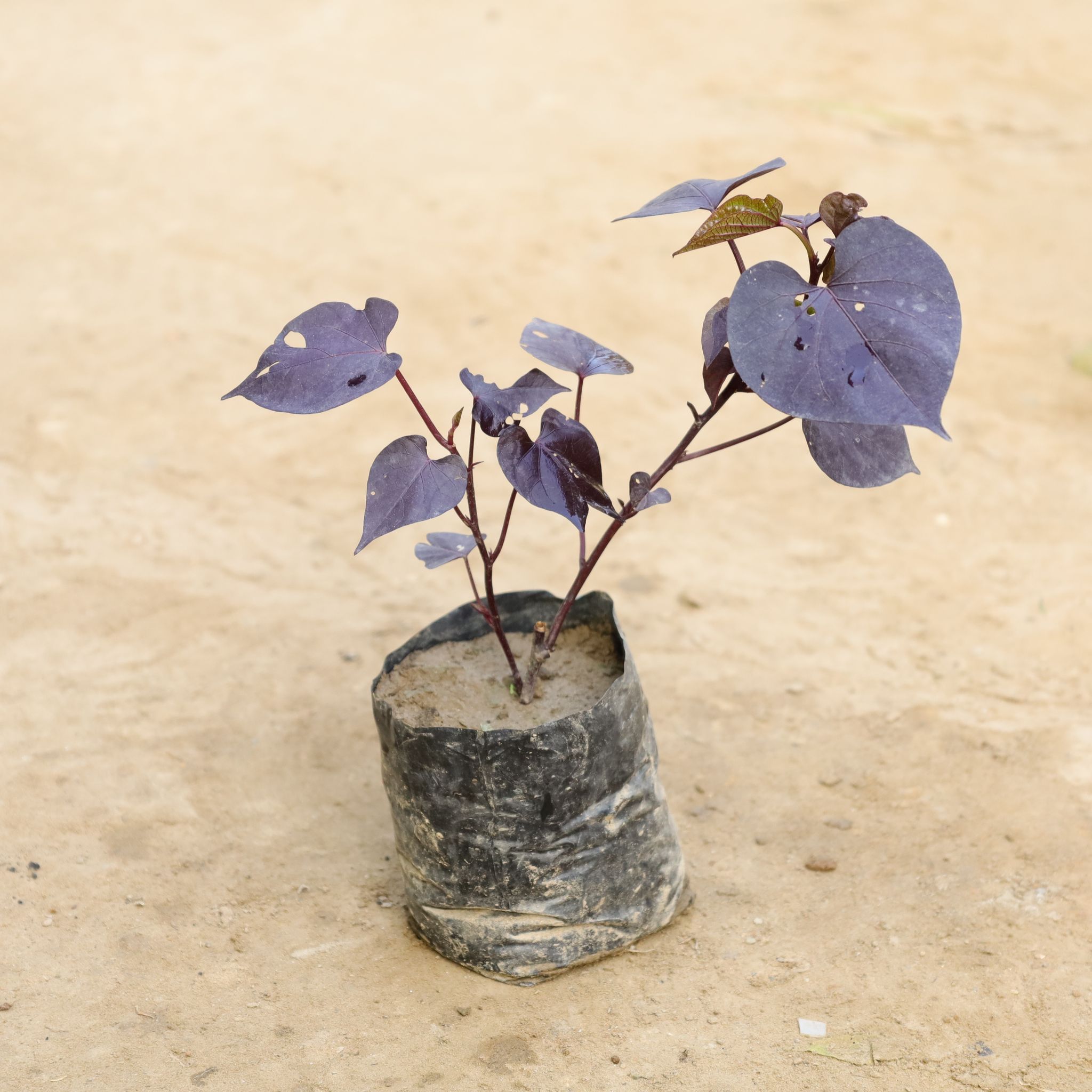 Sweet Potato Purple in 4 Inch Nursery Bag