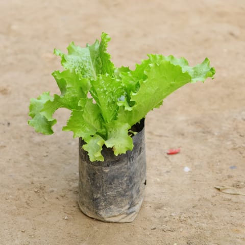 Lettuce Green in 4 Inch Nursery Bag