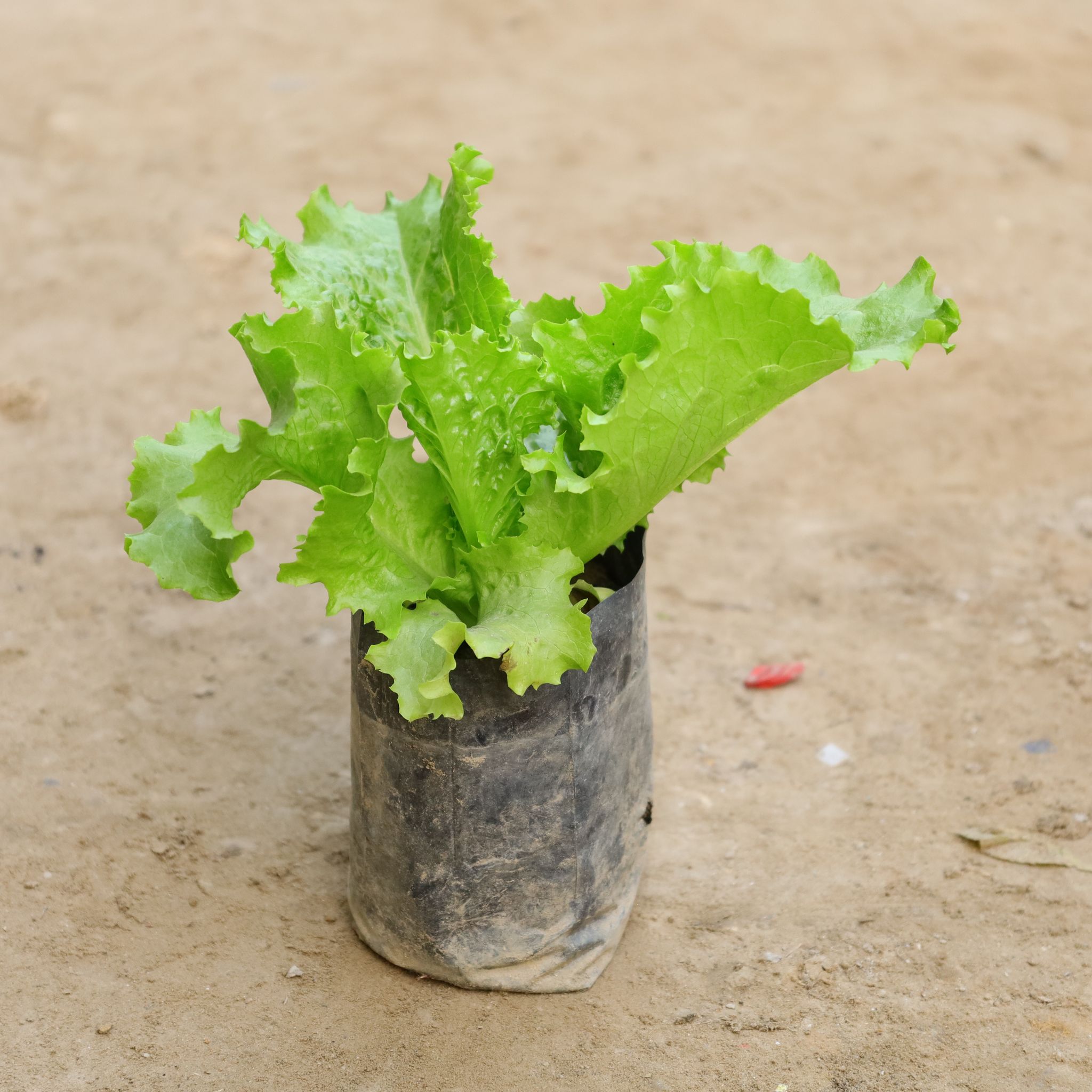 Lettuce Green in 4 Inch Nursery Bag