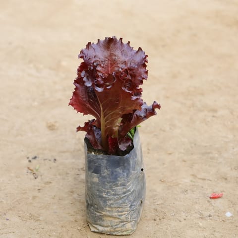 Lettuce Black in 4 Inch Nursery Bag