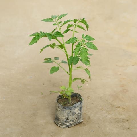 Cherry Tomato in 4 Inch Nursery Bag