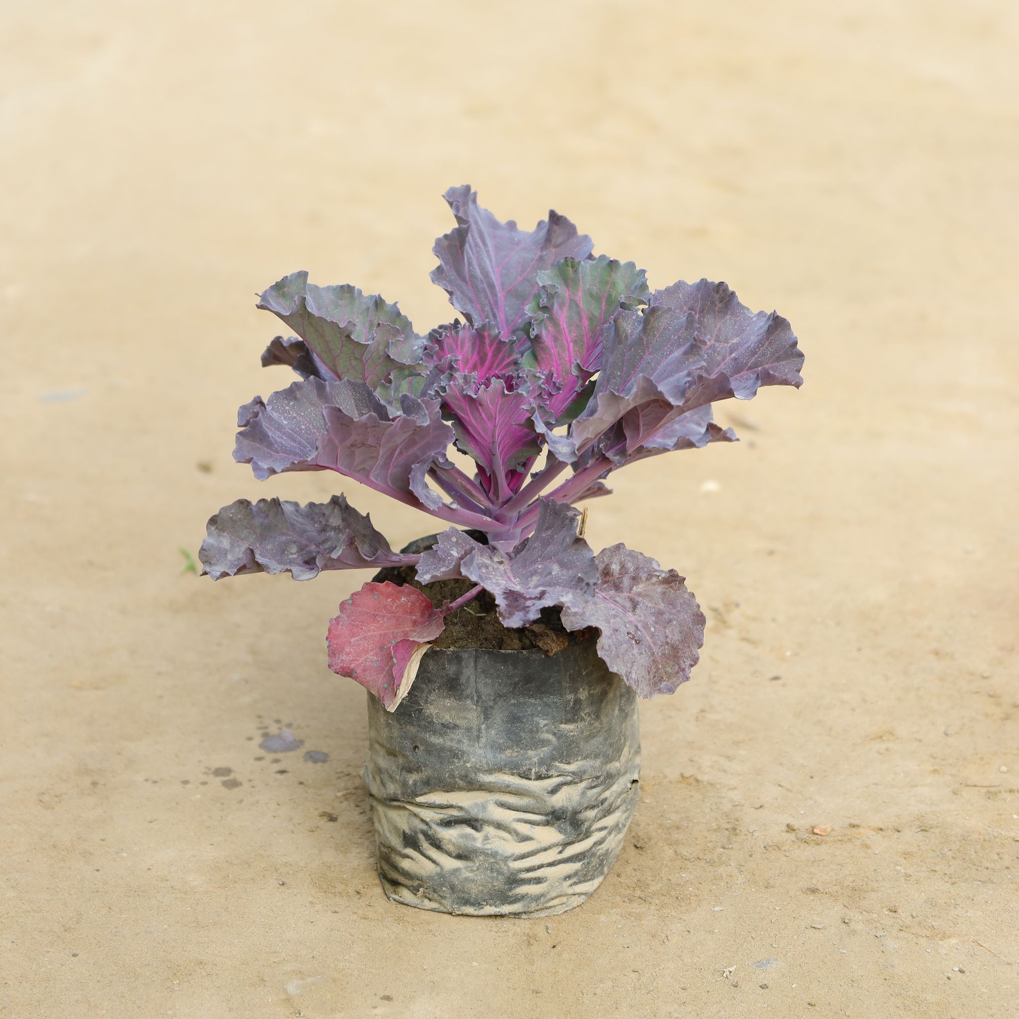 Purple Kale in 4 Inch Nursery Bag