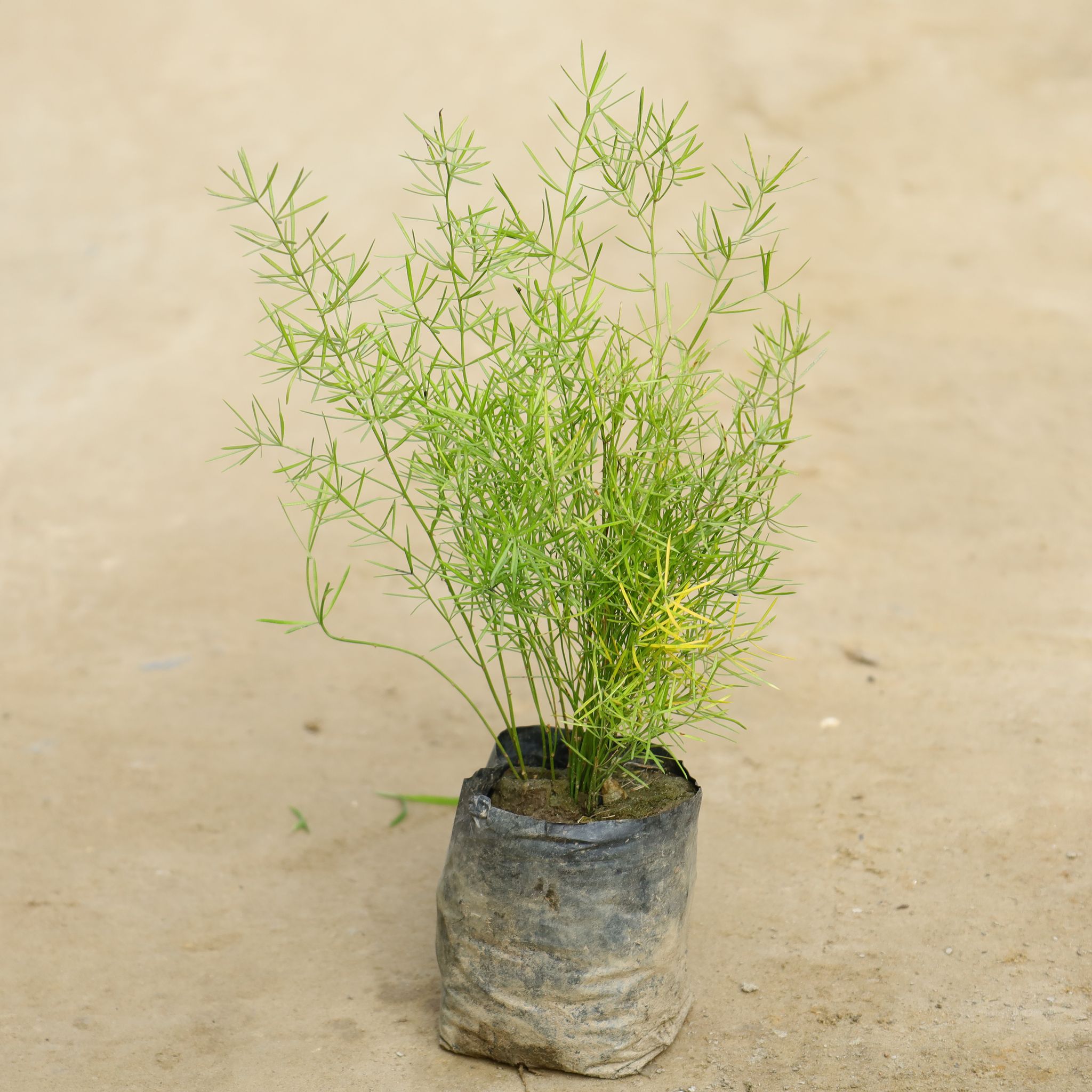 Asparagus Mary in 4 Inch Nursery Bag