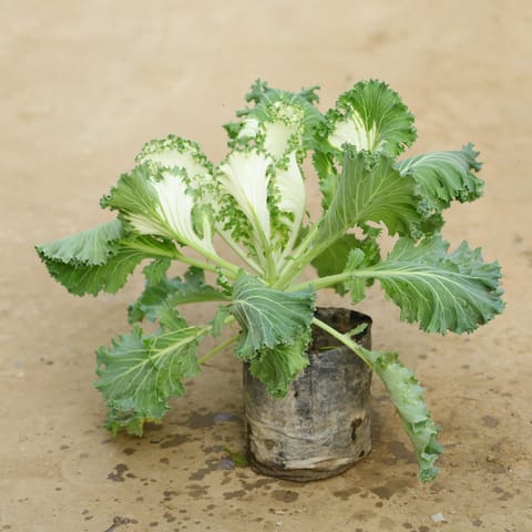 Kale (Any Colour) in 4 Inch Nursery Bag