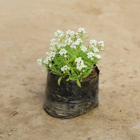 Alyssum White in 4 Inch Nursery Bag