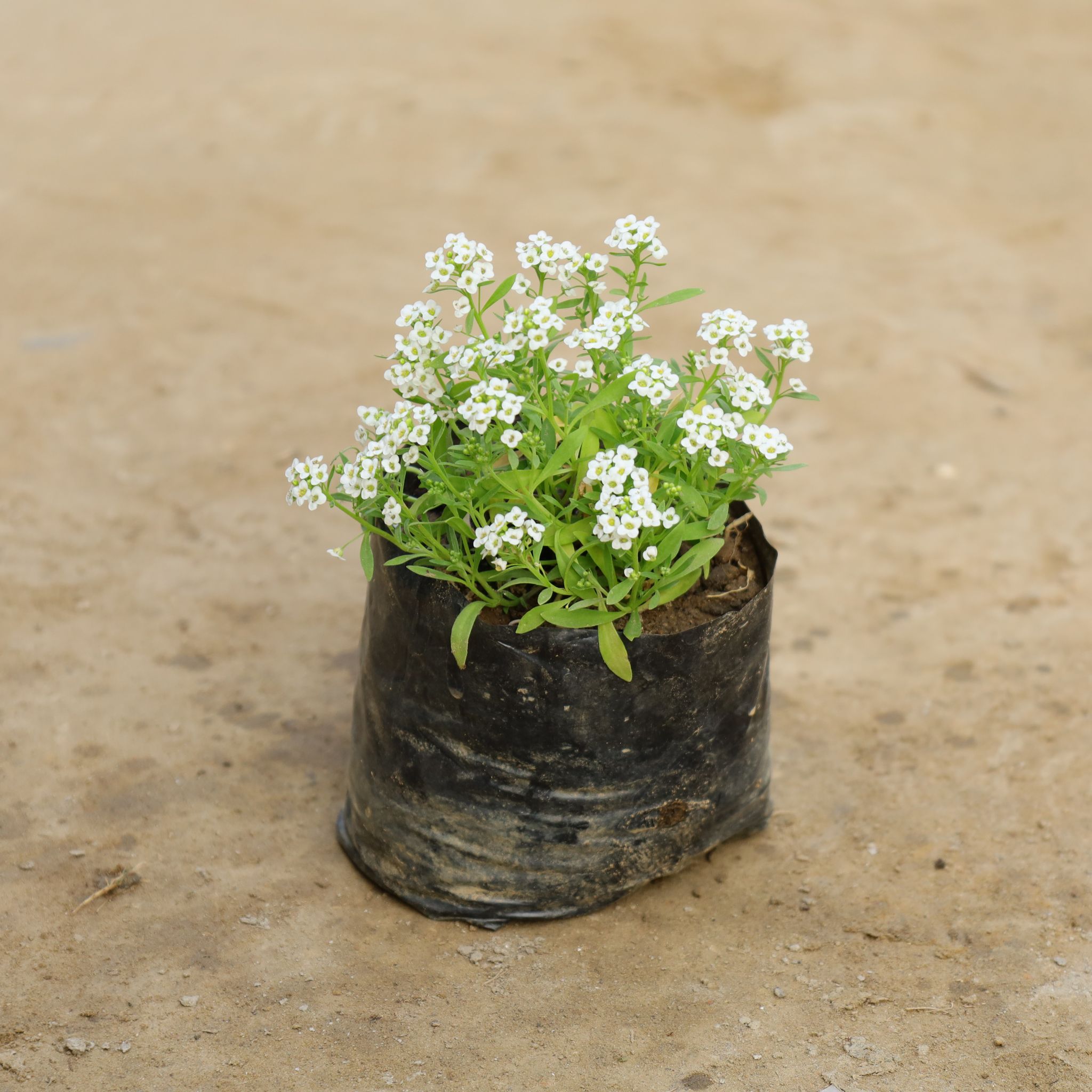 Alyssum White in 4 Inch Nursery Bag