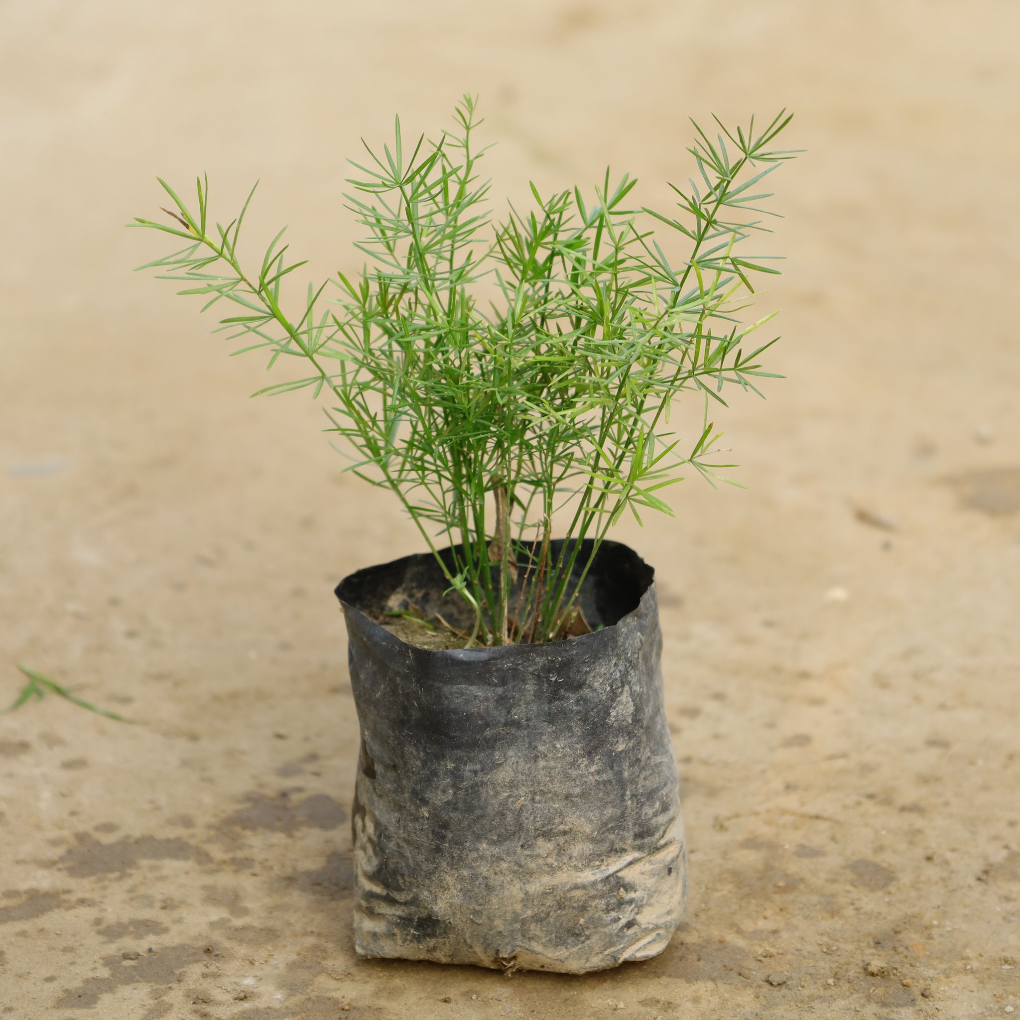 Asparagus Mary in 4 Inch Nursery Bag