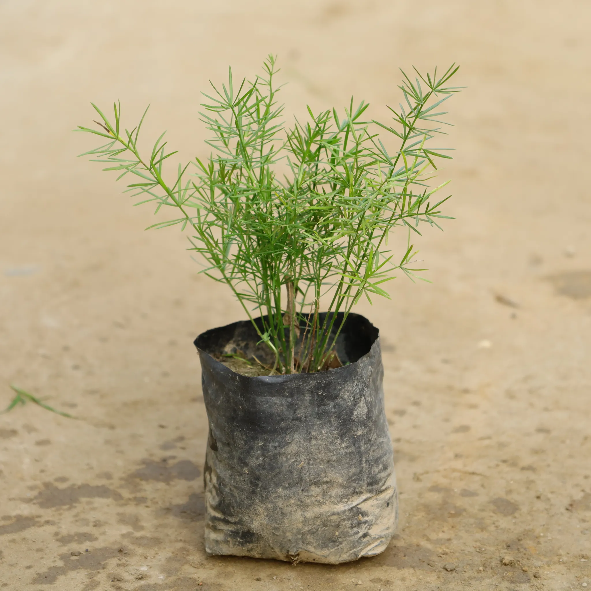 Asparagus Mary in 4 Inch Nursery Bag