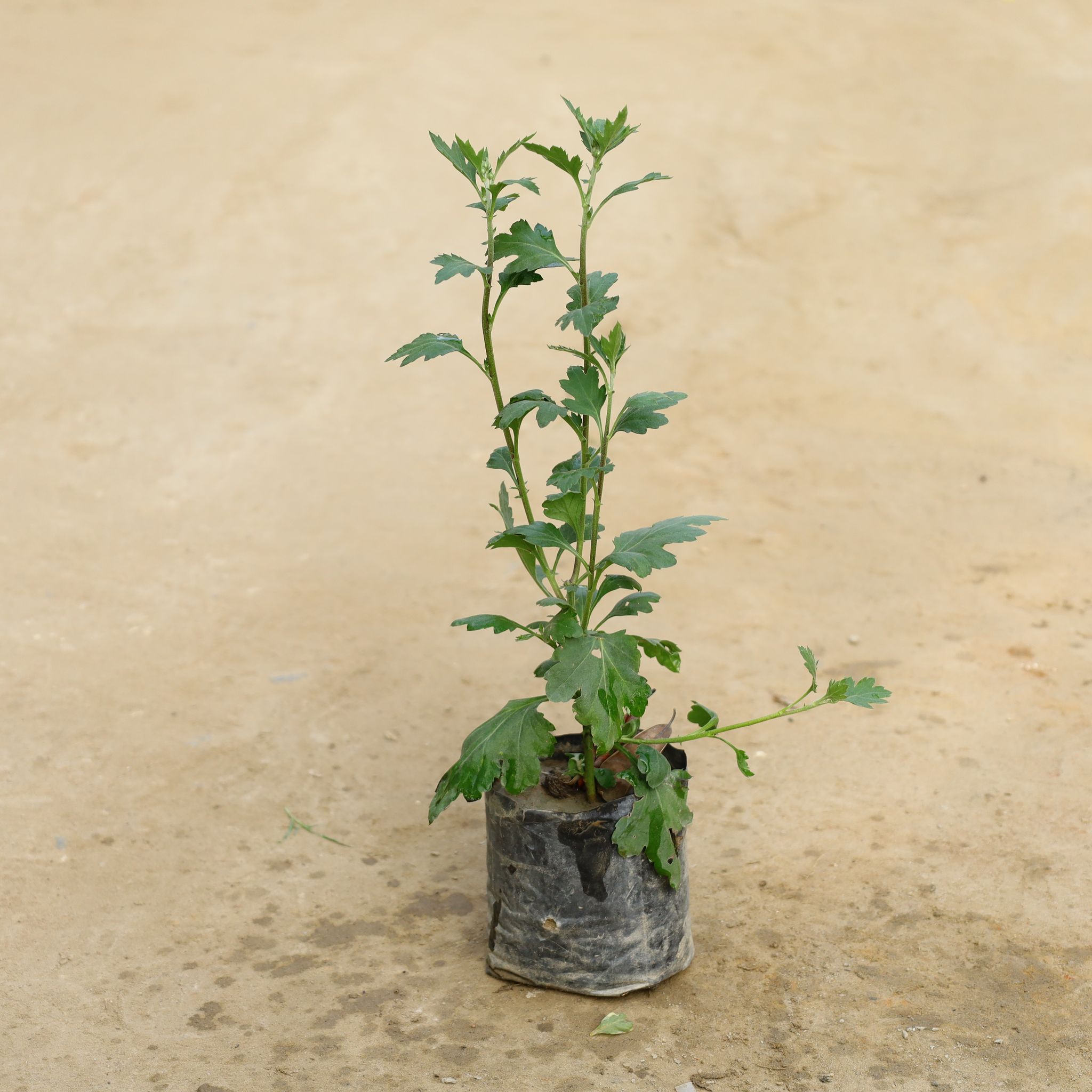 Chrysanthemum / Guldawari (Any Colour) in 4 Inch Nursery Bag