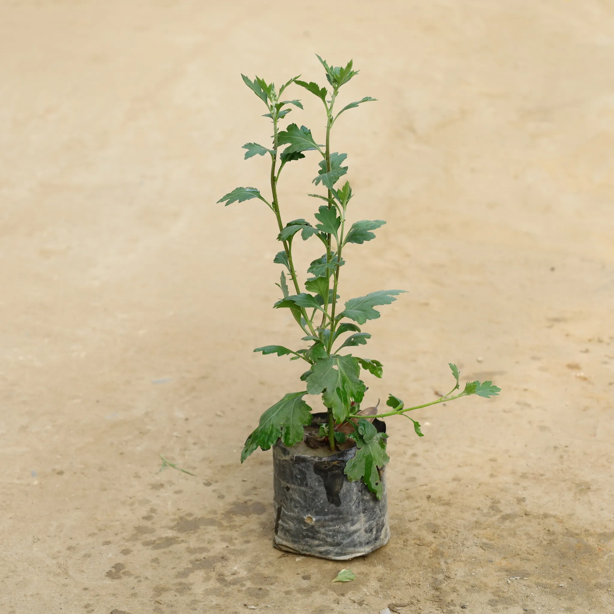 Chrysanthemum / Guldawari (Any Colour) in 4 Inch Nursery Bag