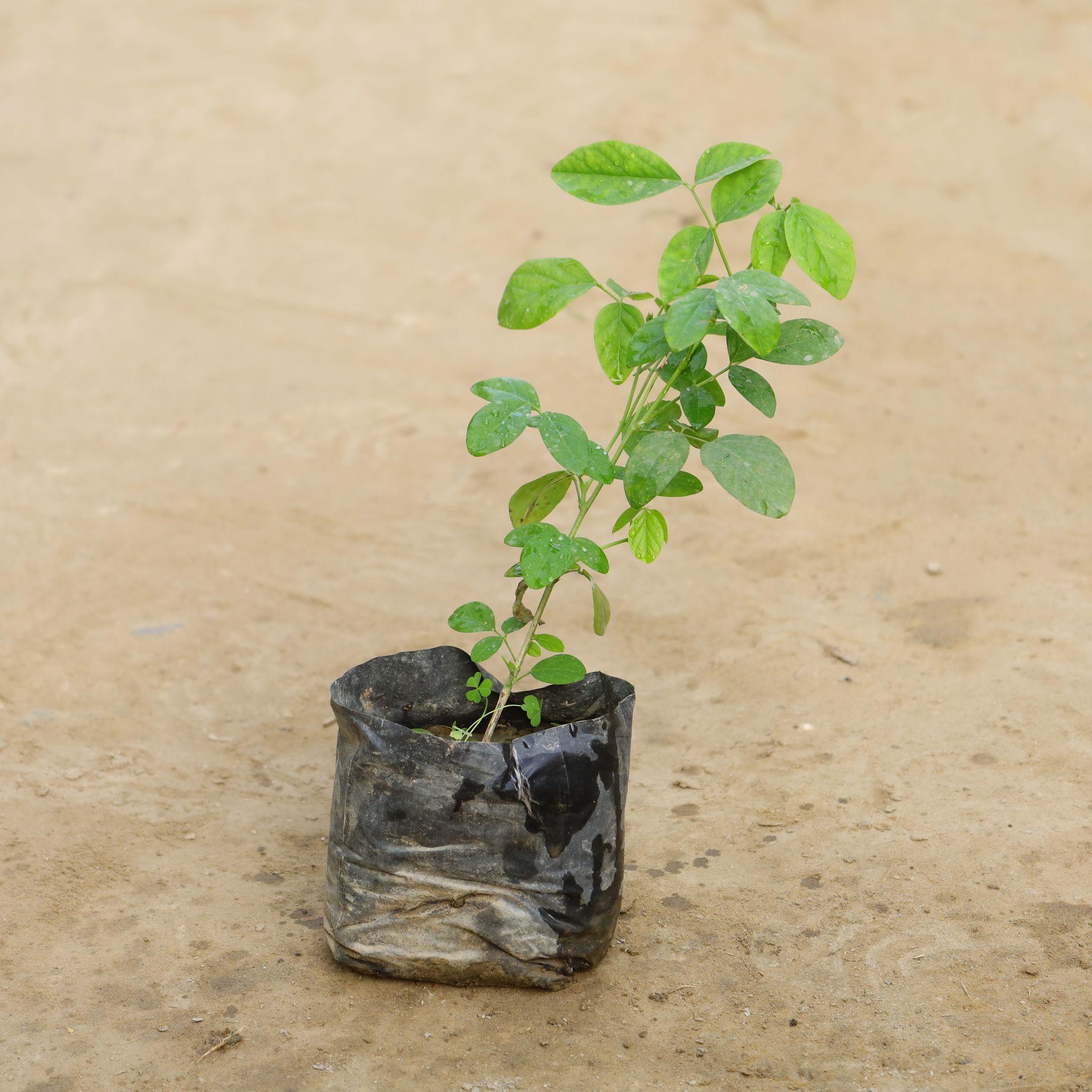 Aparajita Blue in 4 Inch Nursery Bag