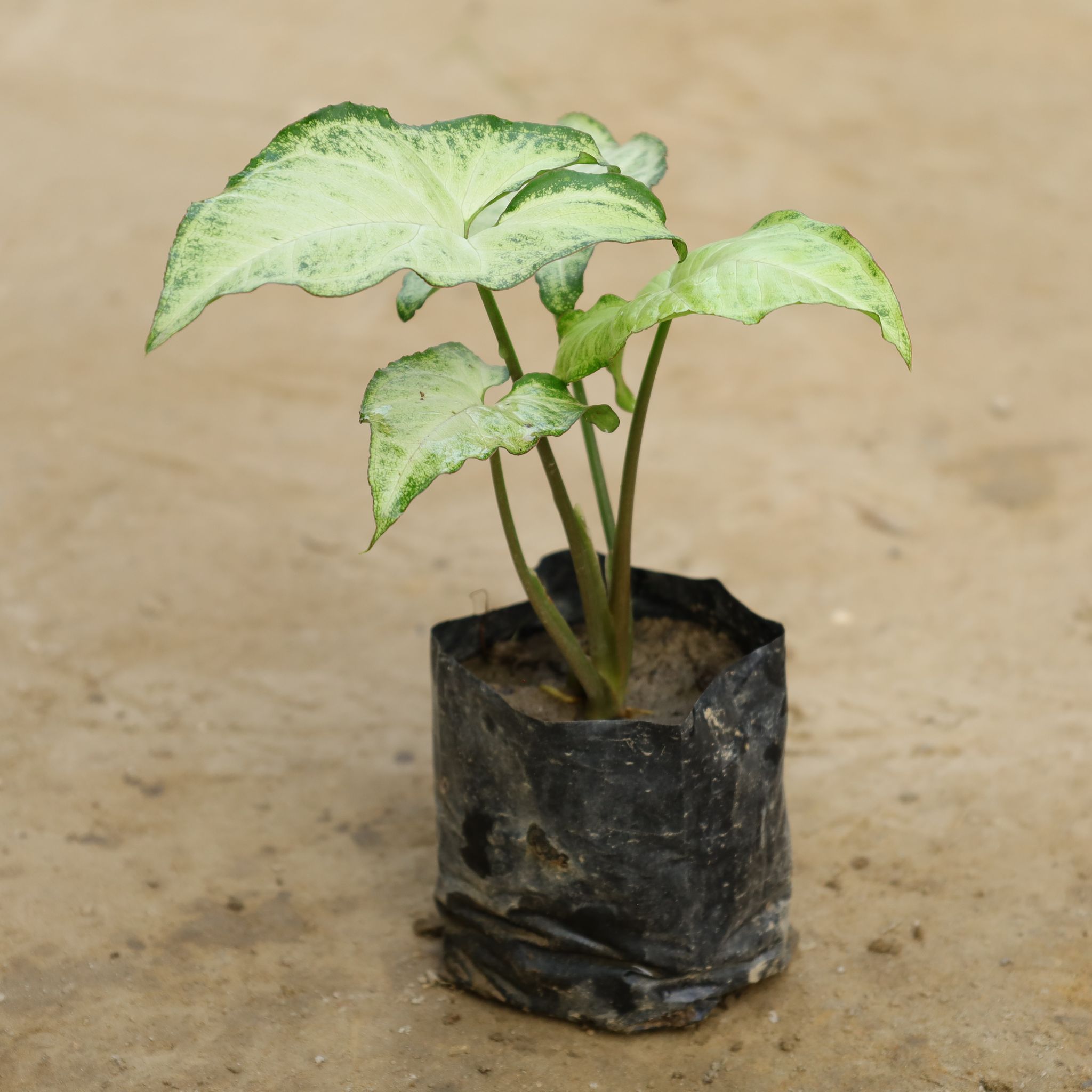 Syngonium (Any Colour) in 4 Inch Nursery Bag