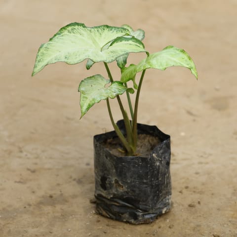 Syngonium (Any Colour) in 4 Inch Nursery Bag