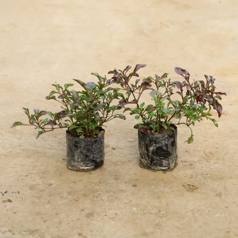 Set Of 2 - Alternanthera Red in 4 Inch Nursery Bag