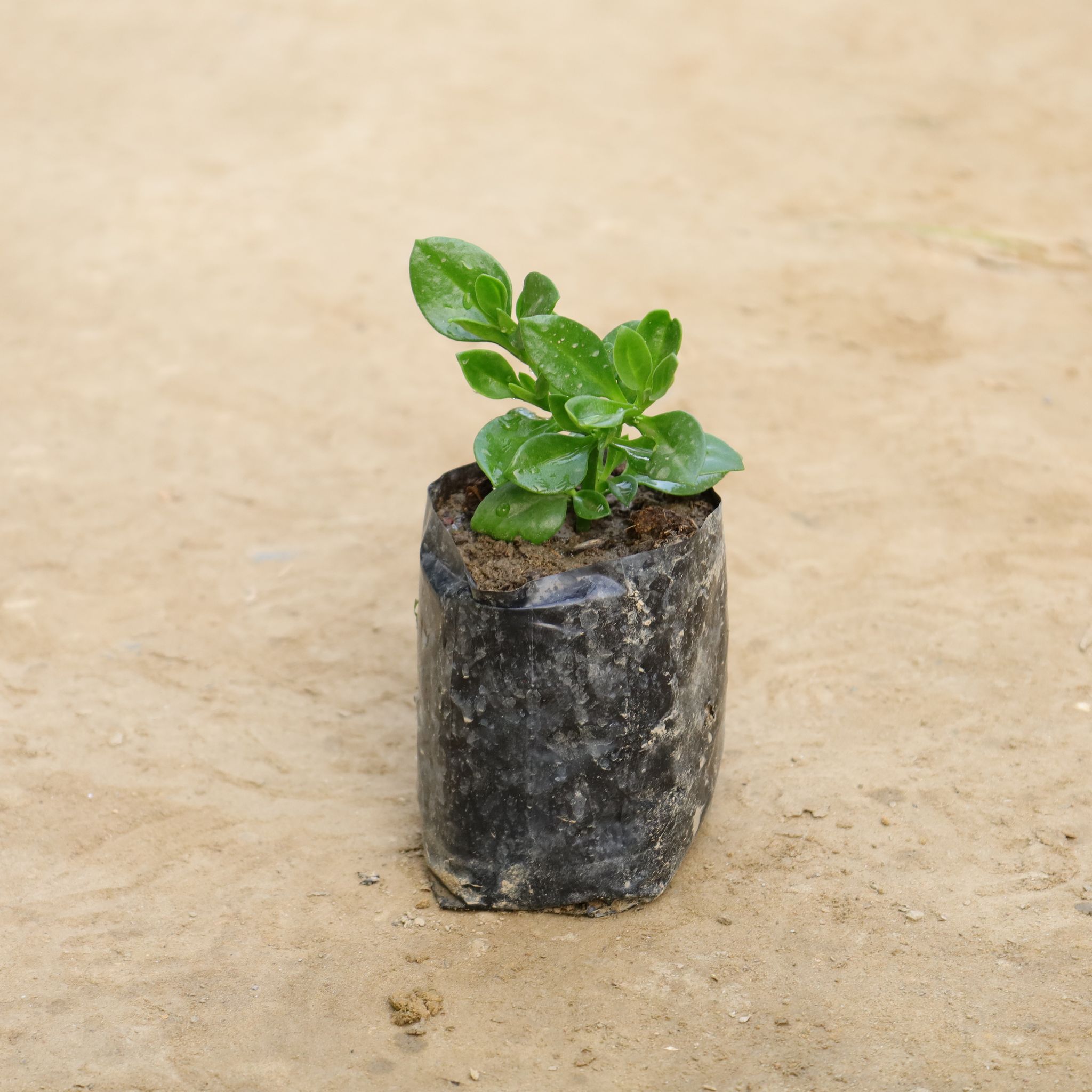 Baby Sunrose in 4 Inch Nursery Bag