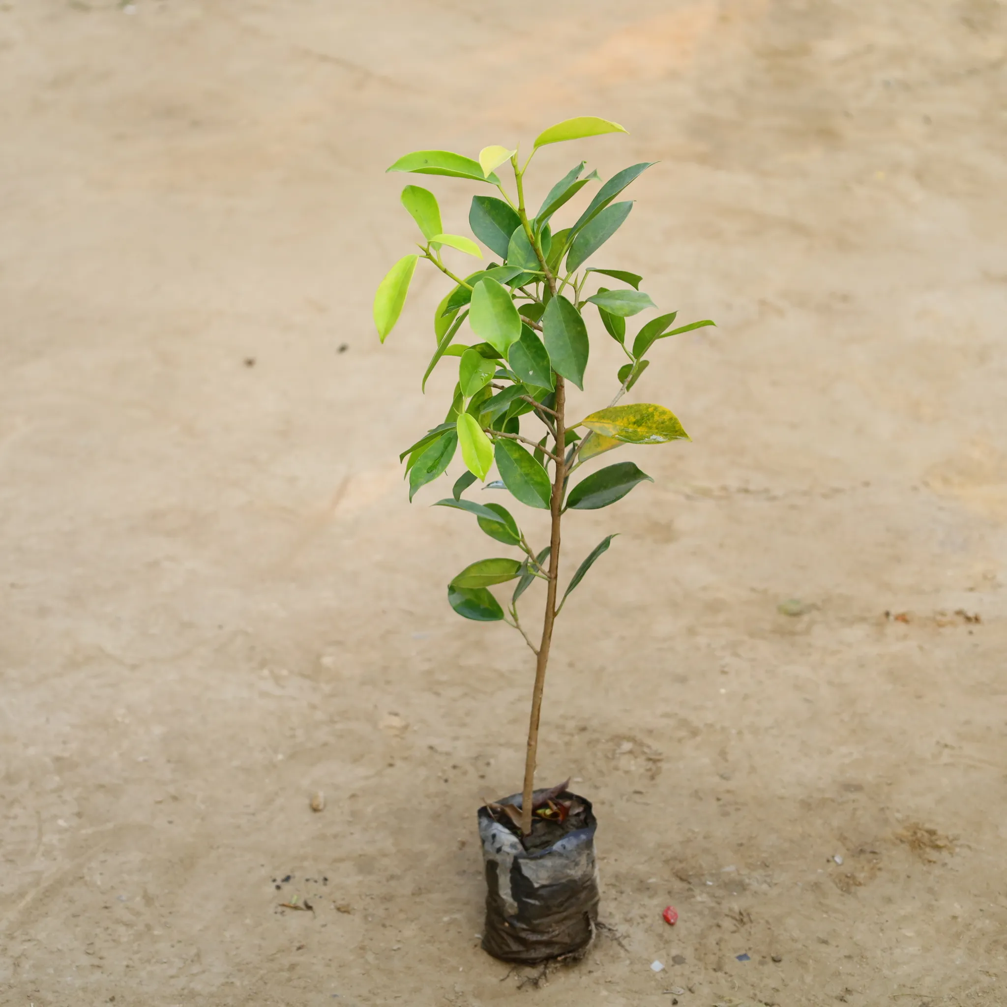 Ficus Panda in 4 Inch Nursery Bag