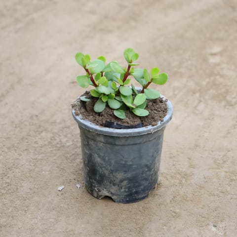 Lucky Jade in 4 Inch Nursery Pot
