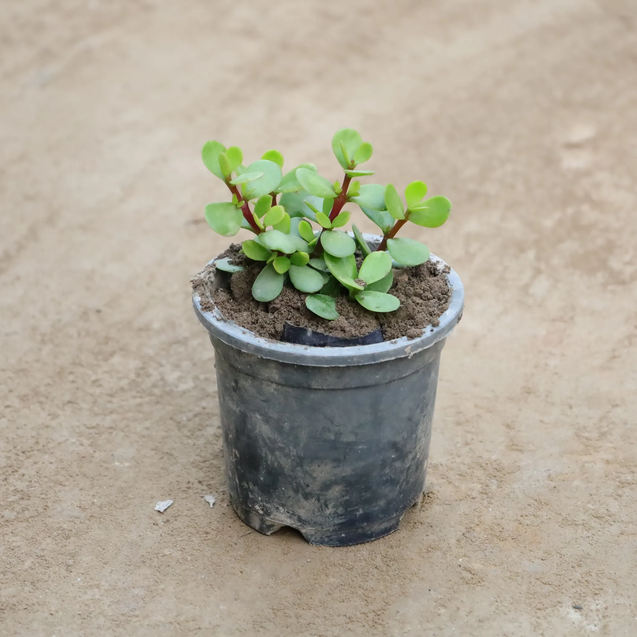 Lucky Jade in 4 Inch Nursery Pot