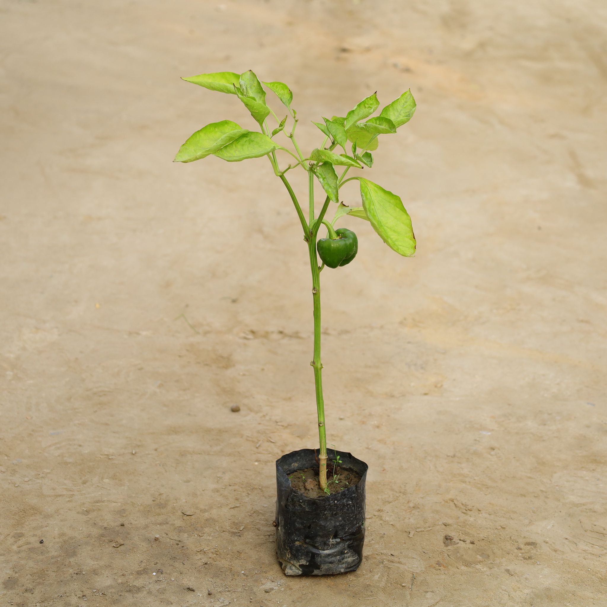 Capsicum / Shimla Mirch in 4 Inch Nursery Bag