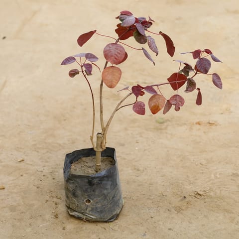 Euphorbia (Any Colour) in 6 Inch Nursery Bag