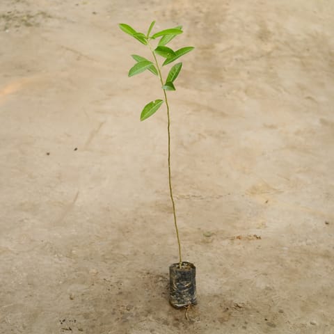 Din Ka Raja in 4 Inch Nursery Bag