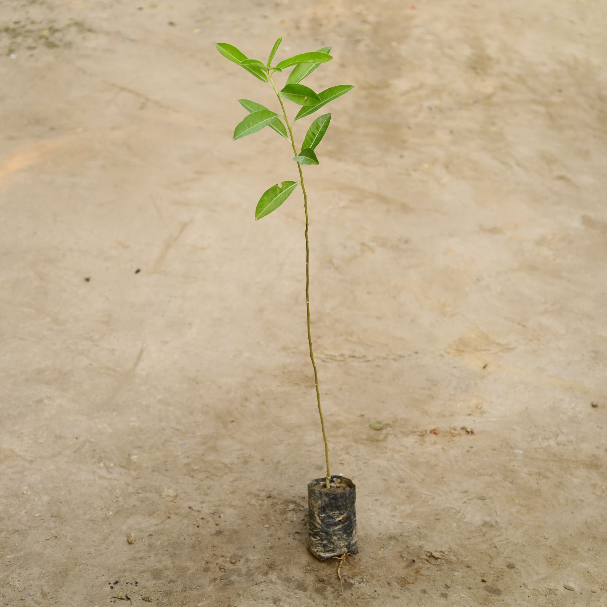Din Ka Raja in 4 Inch Nursery Bag