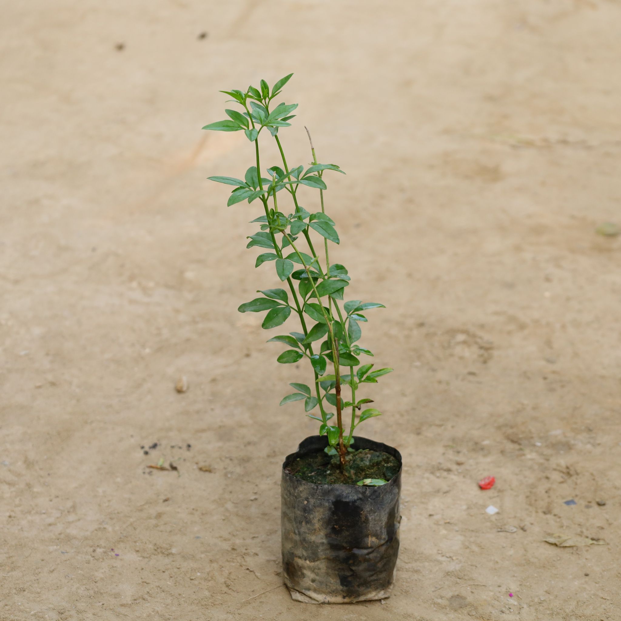 Chameli (Any Colour) in 4 Inch Nursery Bag