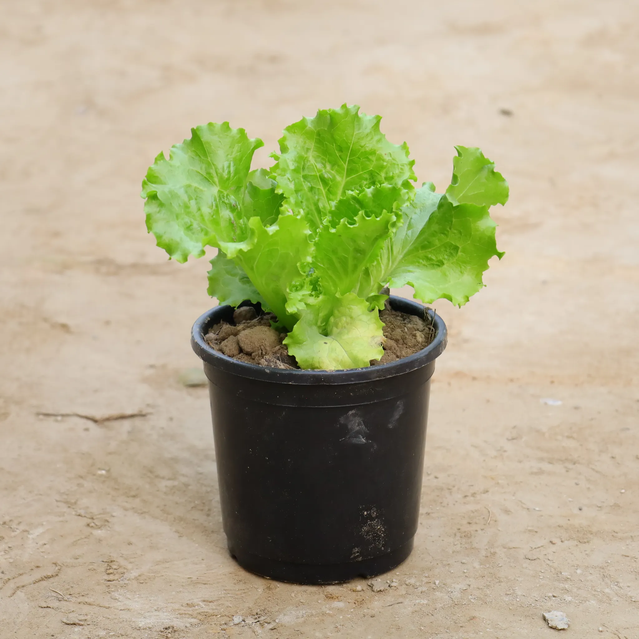 Lettuce Green in 6 Inch Nursery Pot