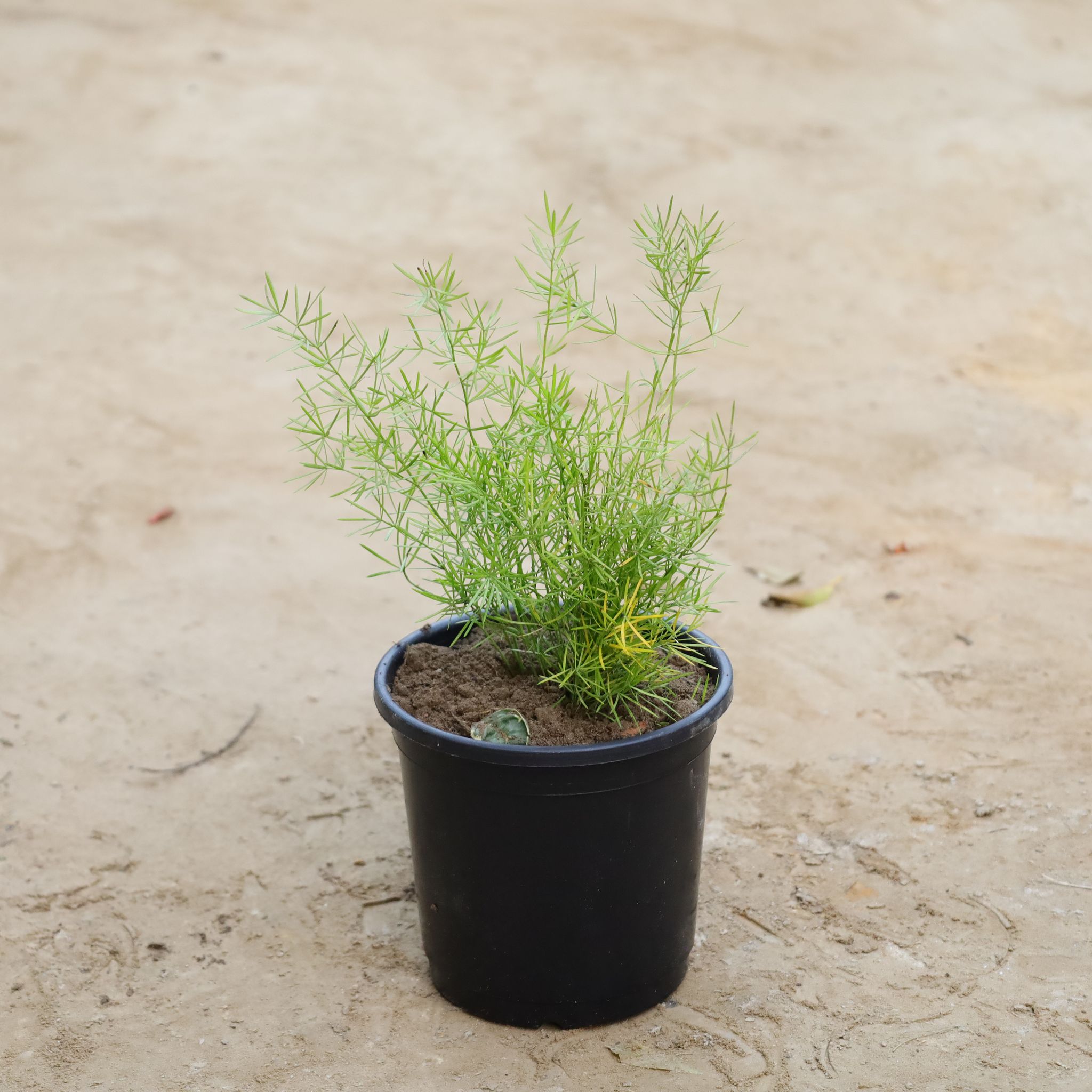 Asparagus Mary in 6 Inch Nursery Pot