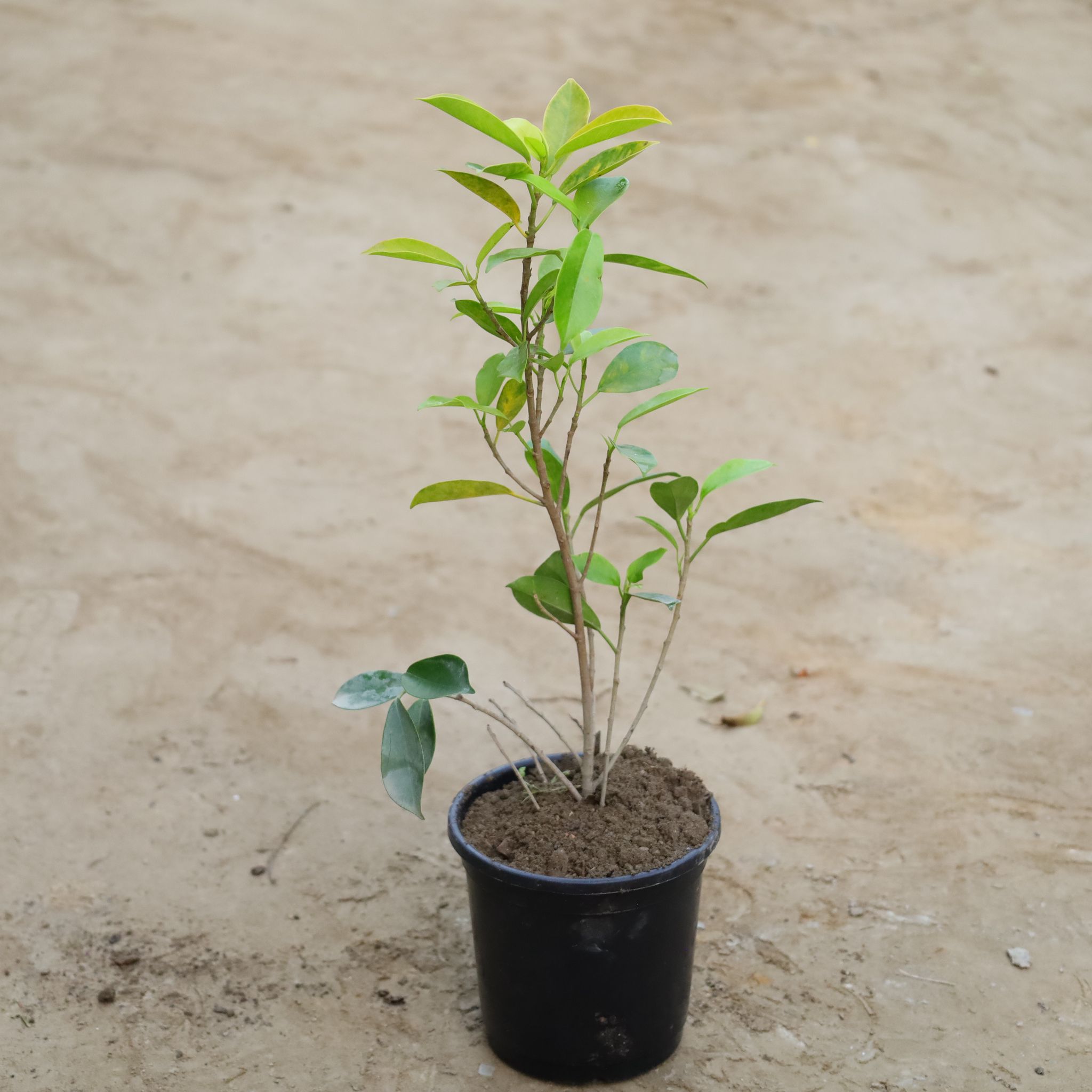 Ficus Panda in 6 Inch Nursery Pot