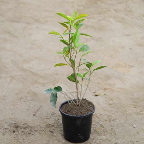 Ficus Panda in 6 Inch Nursery Pot