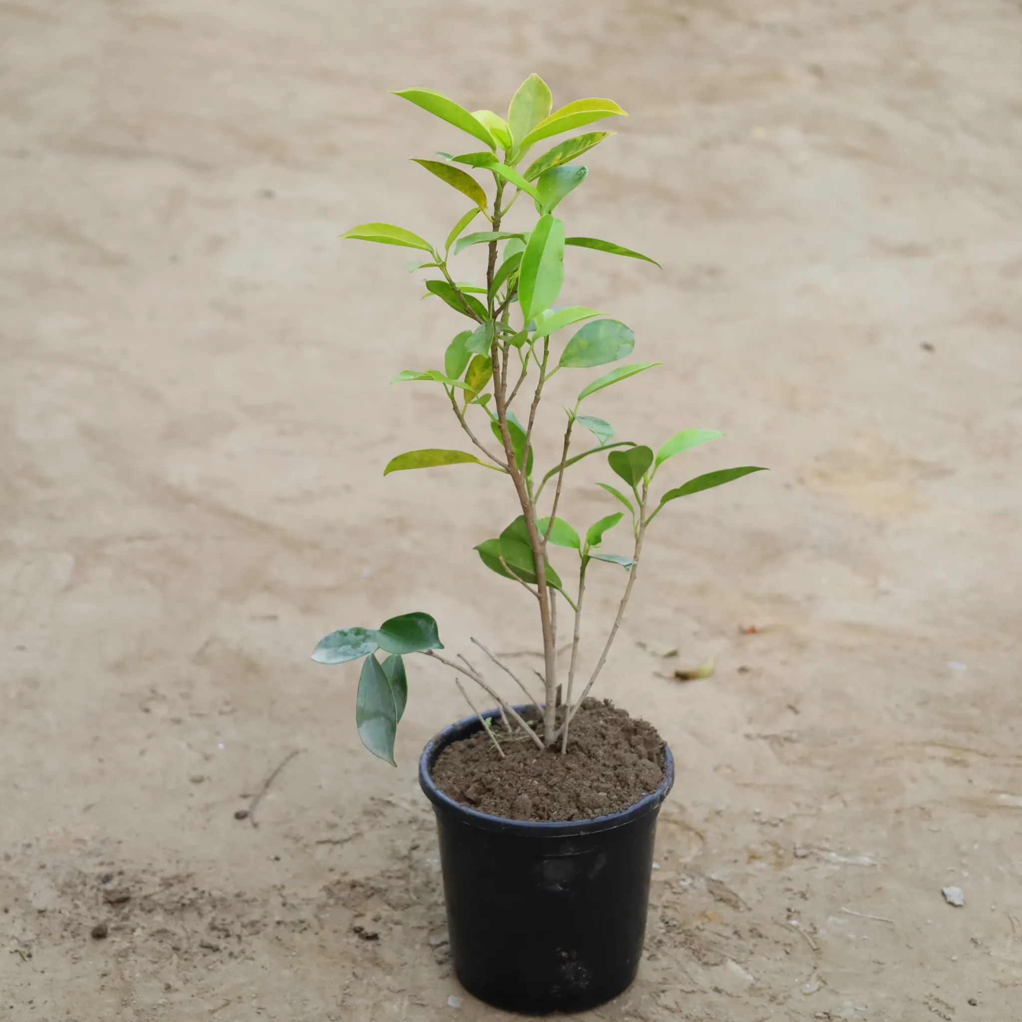 Ficus Panda in 6 Inch Nursery Pot