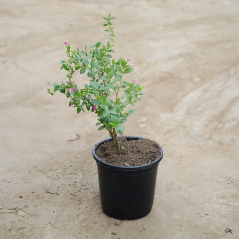 Cuphea / False Heather (Any Colour) in 6 Inch Nursery Pot