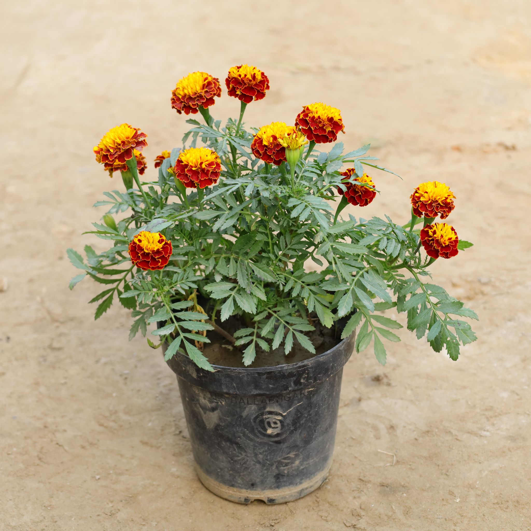 Jafari Marigold / Genda (Any Colour) in 6 Inch Nursery Pot