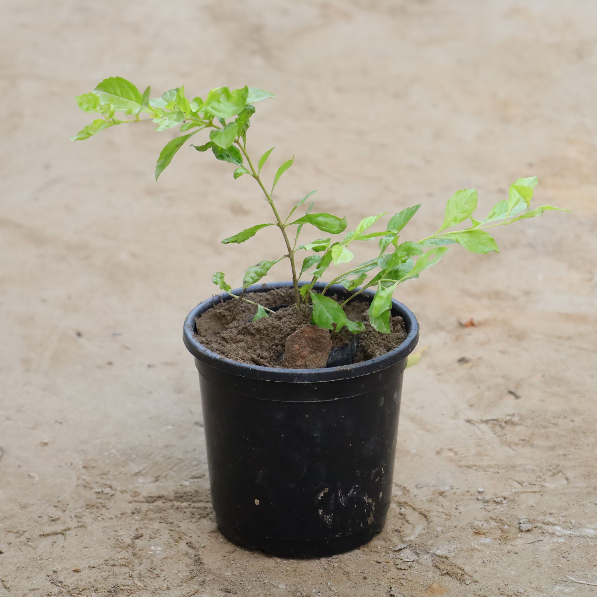 Golden Duranta in 6 Inch Nursery Pot