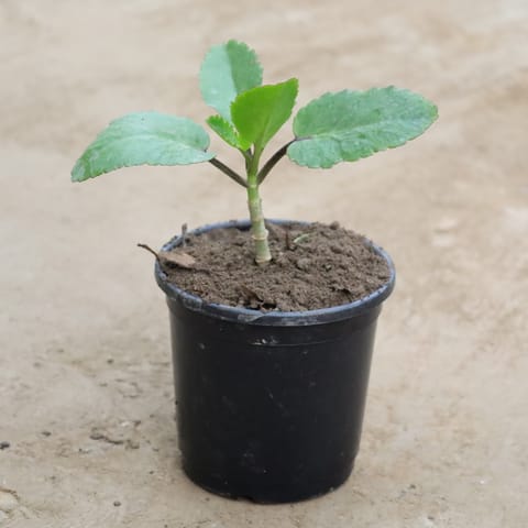 Patharchatta / Kalanchoe Pinnata in 6 Inch Nursery Pot