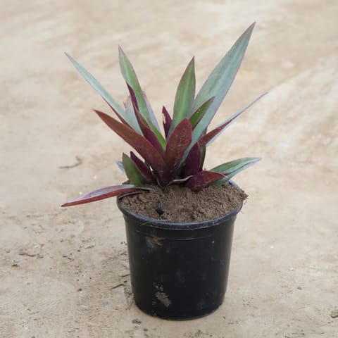 Rhoeo / Durangi in 6 Inch Nursery Pot