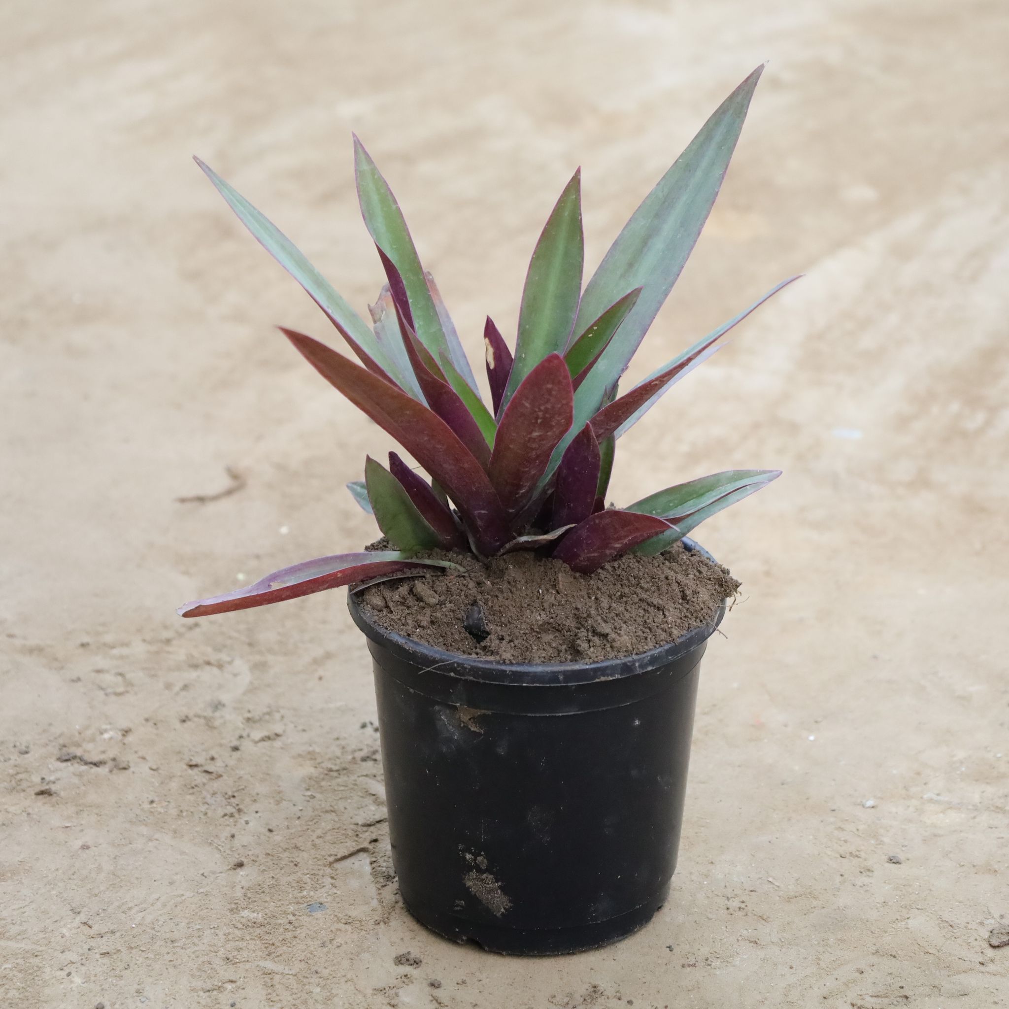 Rhoeo / Durangi in 6 Inch Nursery Pot