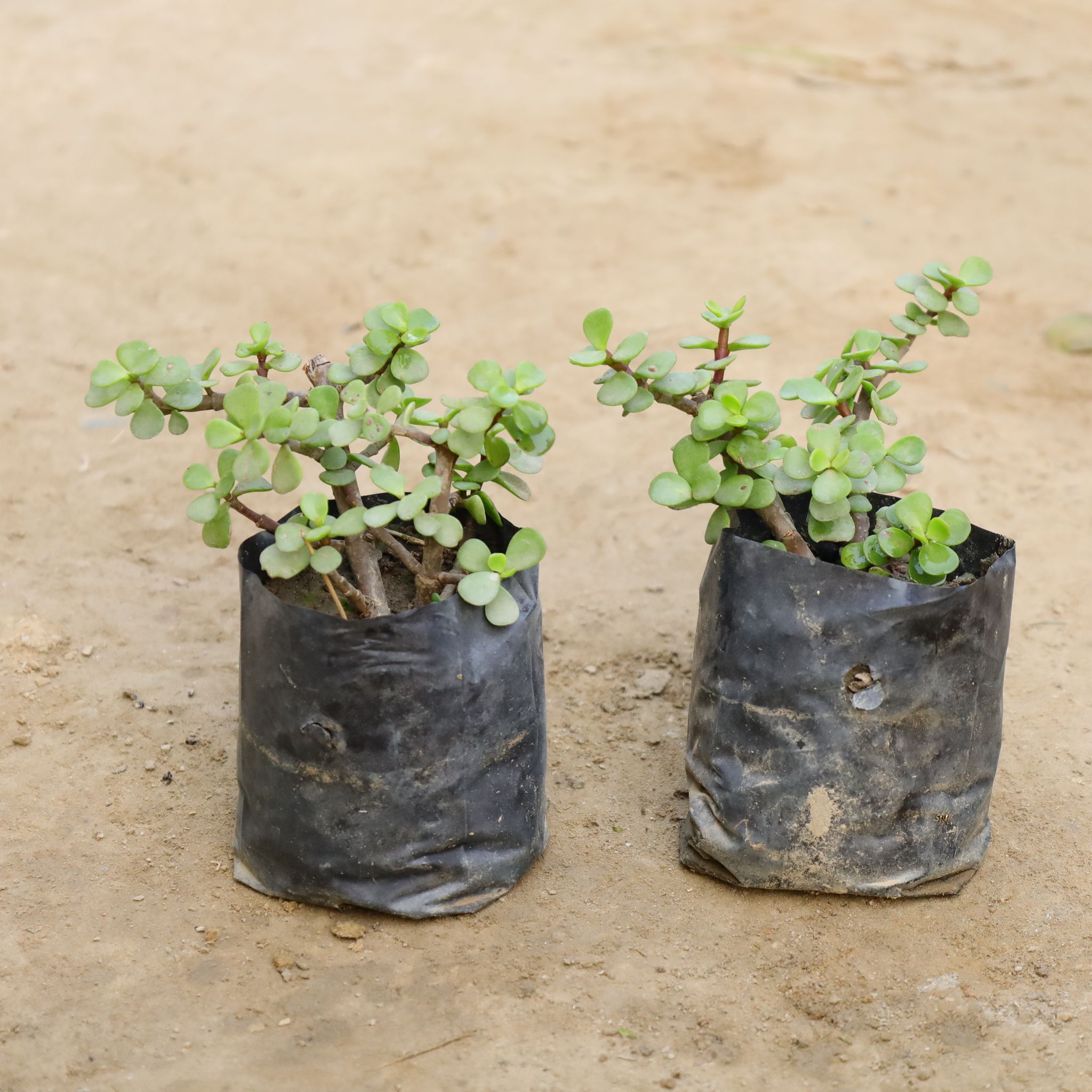 Lucky Jade in 4 Inch Nursery Bag