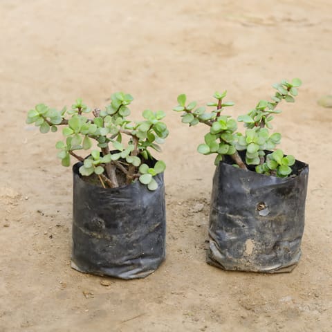 Lucky Jade in 4 Inch Nursery Bag