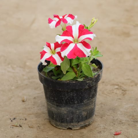 Petunia (Any Colour) in 6 Inch Nursery Pot
