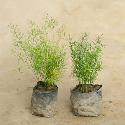 Set Of 2 - Asparagus Mary  in 4 Inch Nursery Bag